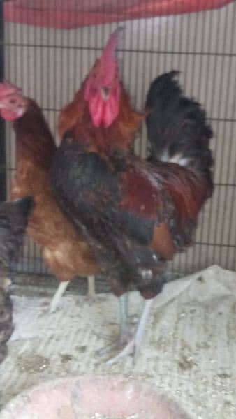 2 cages 3 hens and 1 cock 2