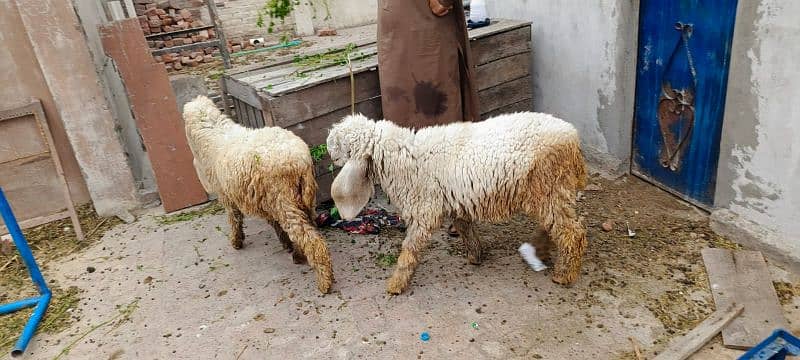 Pure kajla Sheep Pair of 7 months good health 1