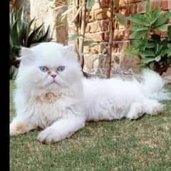 male cat for mate crossing not for sale 0