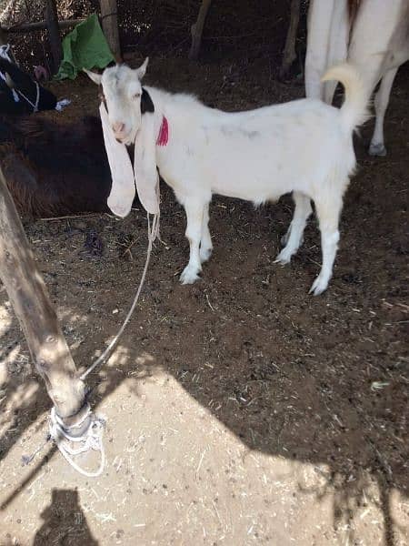 Goat/ Bakra 5