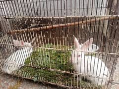 Panon rabbit  pairs available 0
