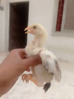 High Quality Aseel Chicks