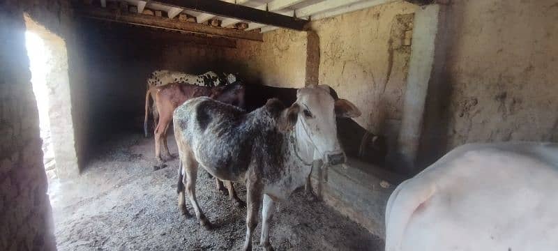 qurbani wala bull and cow 1