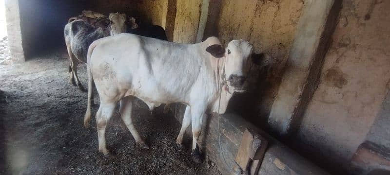 qurbani wala bull and cow 2