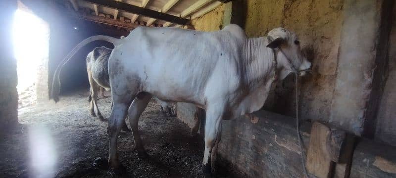 qurbani wala bull and cow 3