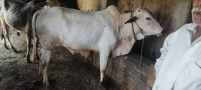 qurbani wala bull and cow 4