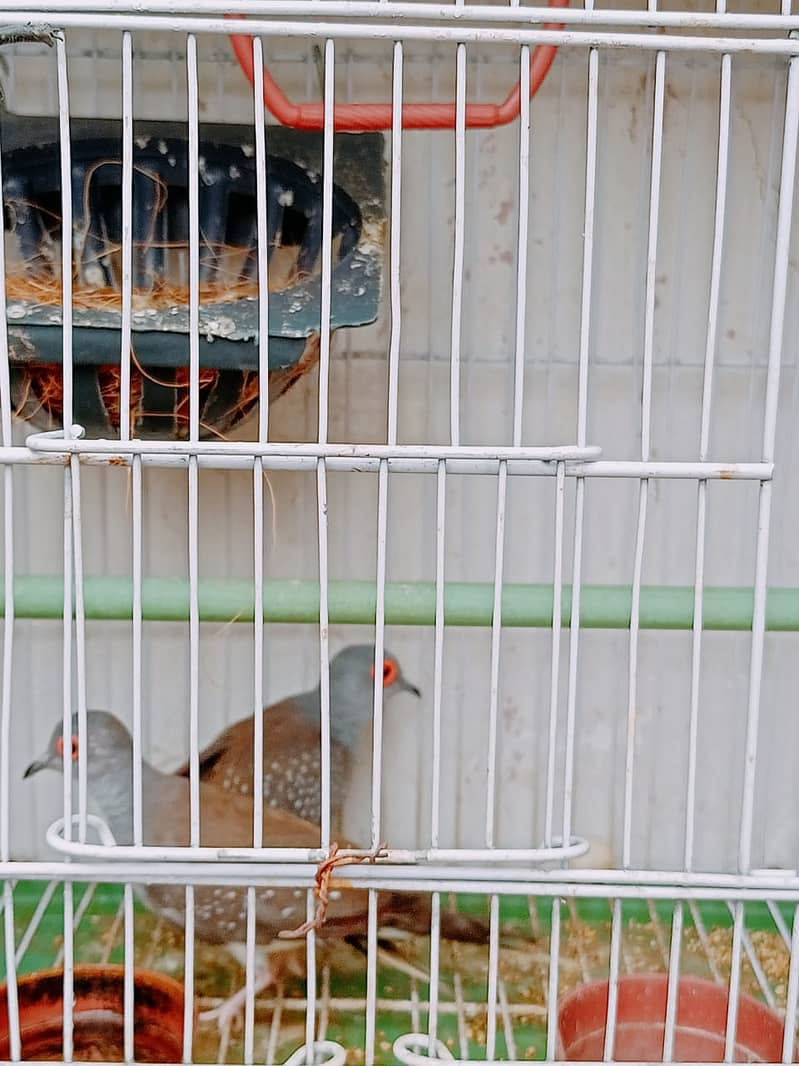 Dove Breeding Pairs for Sale 5