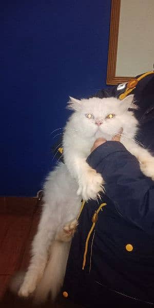 Blue Odd Eyes Persian Male Triple Coat 6