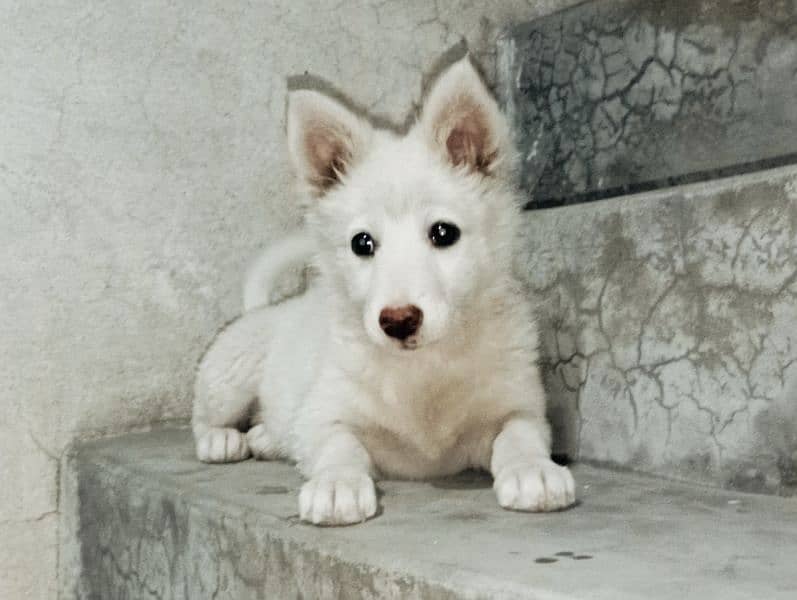 pure white russian dog very friendly baby 7