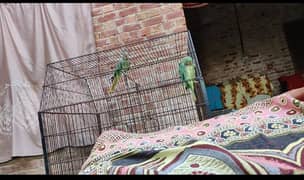 Kashmiri rah parrot for sale