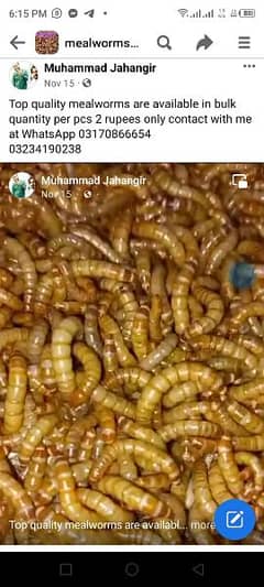 MealWorms