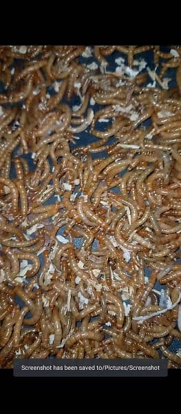 MealWorms 4