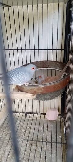 Dove's & hogoromo parrots breeding pairs