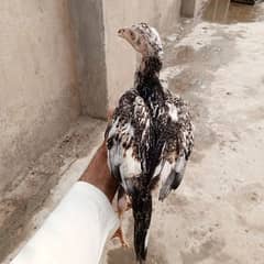 Paper white cross mianwali aseel chicks for sale in Faisalabad