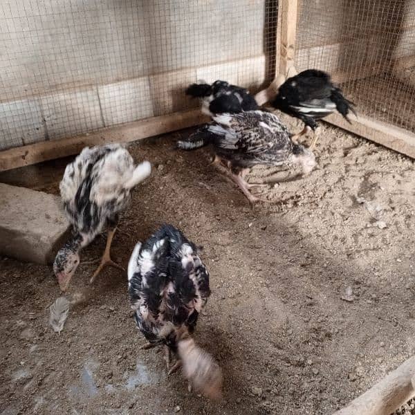 Paper white cross mianwali aseel chicks for sale in Faisalabad 2
