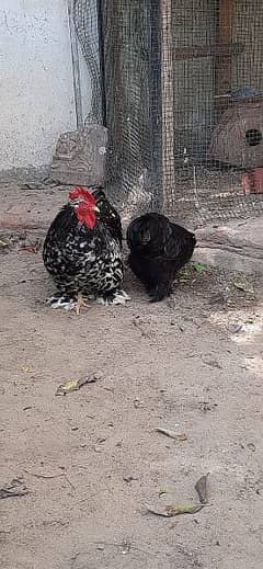 bantam silver male available and black Cochin female egg laying