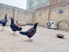 3Hens and 1 cock (Aseel)