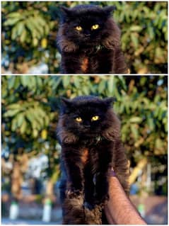 black colure parshion punch face triple Cote kitten cat male female