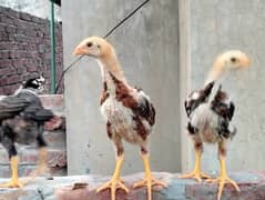 German O Shamo Chicks (Pakoy Chicks also available)