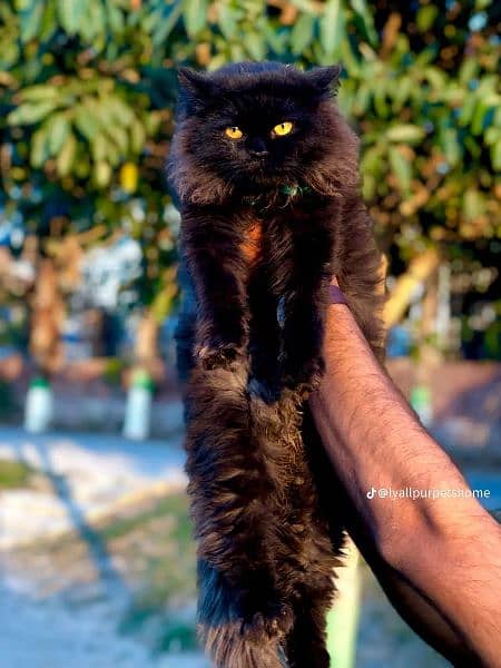 black colure parshion punch face triple Cote kitten cat male female 1