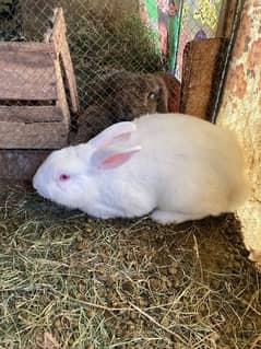 rabbit pairNewziland white and nather land breed healthy and active 0
