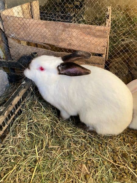 rabbit pairNewziland white and nather land breed healthy and active 1