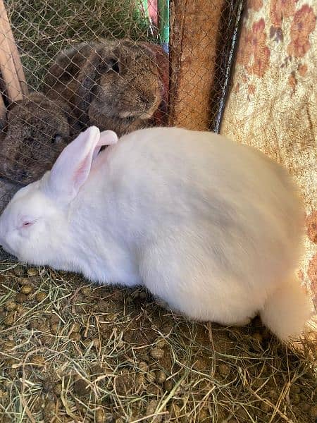 rabbit pairNewziland white and nather land breed healthy and active 2