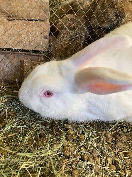 rabbit pairNewziland white and nather land breed healthy and active 3