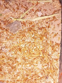 Meal Worms live qty 1000.00 in just Rs. 5000.00