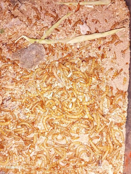 Meal Worms live qty 1000.00 in just Rs. 5000.00 0