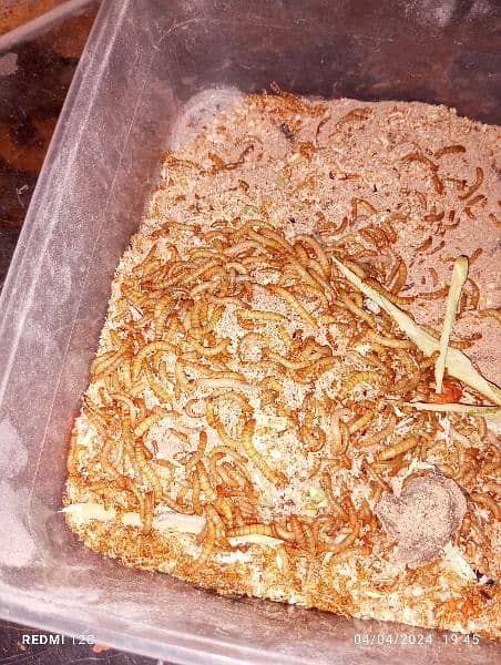 Meal Worms live qty 1000.00 in just Rs. 5000.00 1