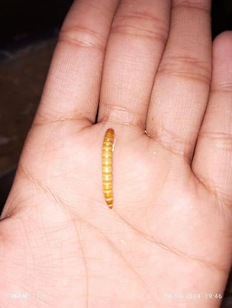 Meal Worms live qty 1000.00 in just Rs. 5000.00 2
