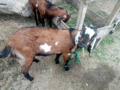 Two Goats (Do Bakre Khere)