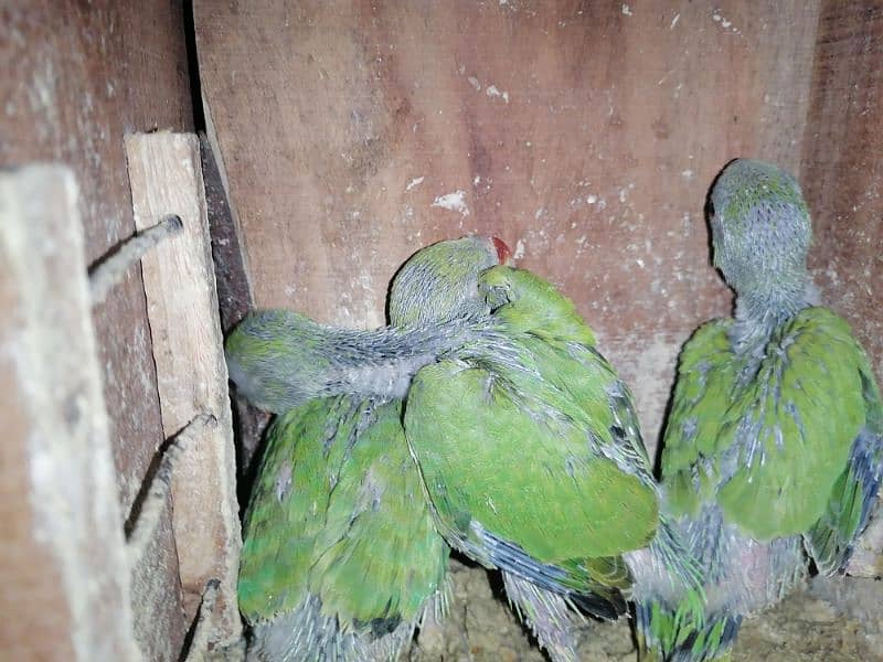 Love bird parrot urgent for sale 1