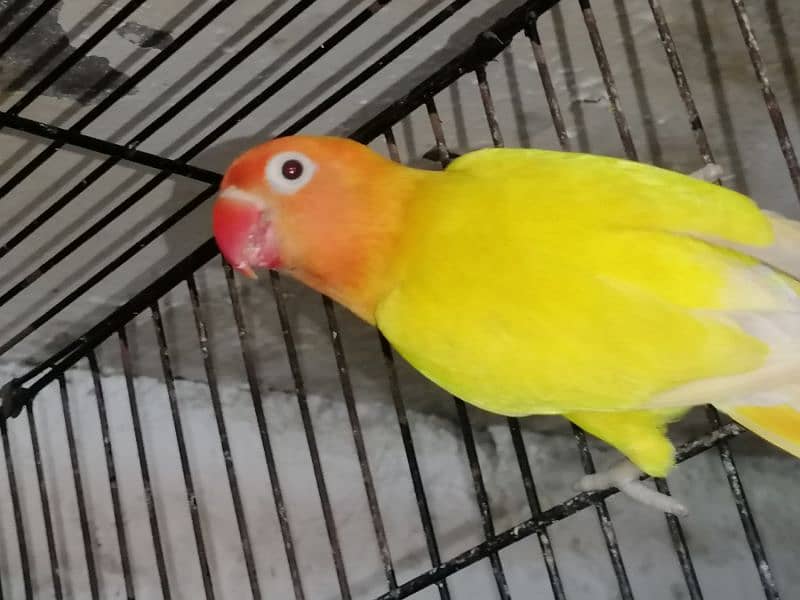 Love bird parrot urgent for sale 3
