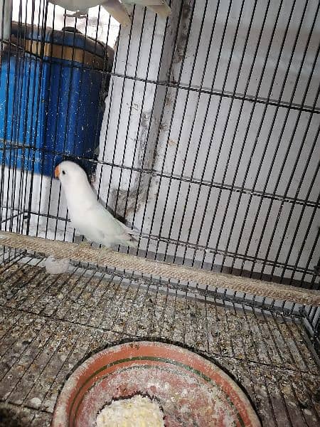 Love bird parrot urgent for sale 5