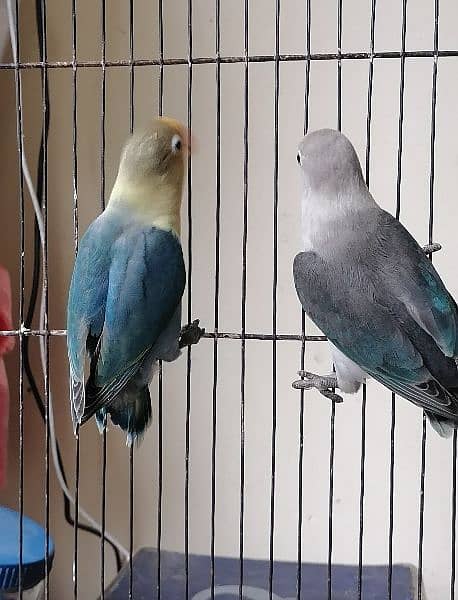 Love bird parrot urgent for sale 7