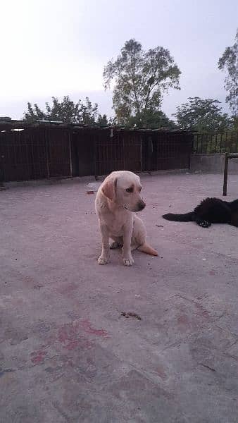 british Labrador Young Female looking for new home 0