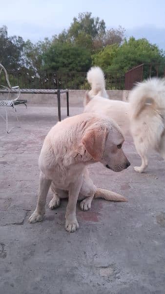 british Labrador Young Female looking for new home 1