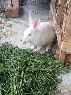 Red eyes rabbit  for sale price 2000
location Faisalabad