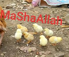aseel chicks for sale father and mother picture attache 0