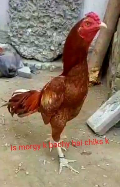 aseel chicks for sale father and mother picture attache 1