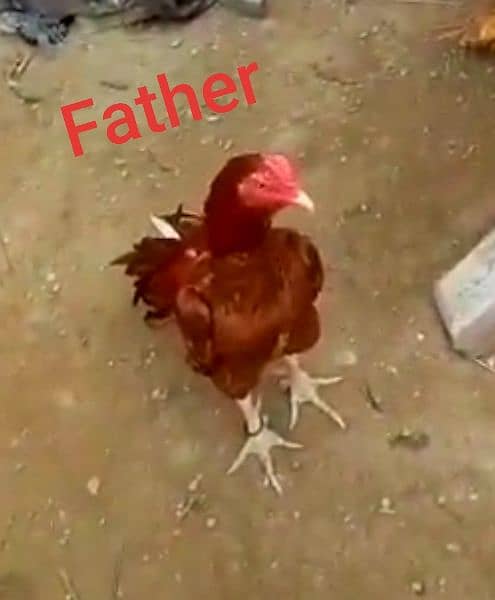 aseel chicks for sale father and mother picture attache 2