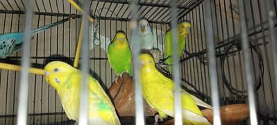Australia Parrots 14 Breeder Pairs