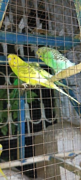 Australia Parrots 14 Breeder Pairs 4