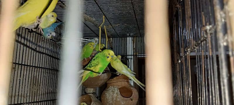Australia Parrots 14 Breeder Pairs 19