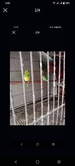 bredr healty nd active+ big size cage