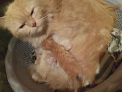 Persian cat 3palcot male father & mother. tow baby's 1day age