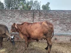 cow for sale 2 nd time