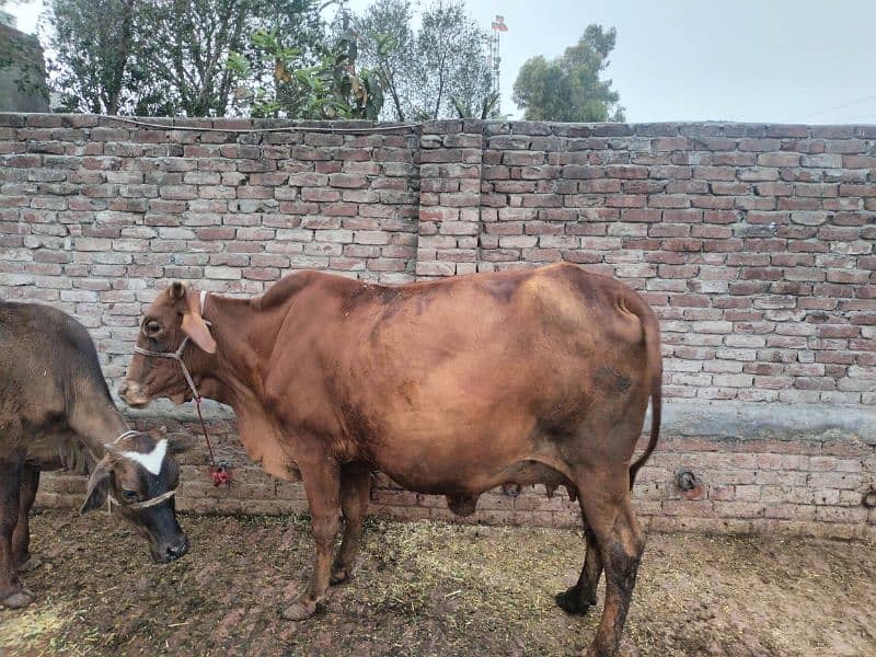 cow for sale 2 nd time 0